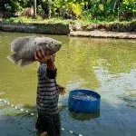 Cahaya Perikanan di Cilacap: PLN UIP JBT Siapkan Elektrifikasi Tambak untuk Dorong Ketahanan Pangan 2026 IMG-20260424-WA0004