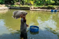 Cahaya Perikanan di Cilacap: PLN UIP JBT Siapkan Elektrifikasi Tambak untuk Dorong Ketahanan Pangan 2026