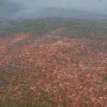 Setahun Setelah Electrifying Marine, Petani Tambak Pati Rasakan Efisiensi dan Produktivitas yang Lebih Baik WhatsApp Image 2026-06-09 at 11.15.34