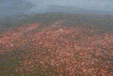 Setahun Setelah Electrifying Marine, Petani Tambak Pati Rasakan Efisiensi dan Produktivitas yang Lebih Baik